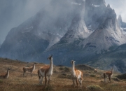 -蜂群围剿，猛龙利刃出鞘，西亚卡姆关键先生本色终结篮网四连胜