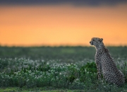 英雄联盟总决赛时间-暗夜星辰与冲破黎明的蓝鲸—当武切维奇哲学遇上上海队