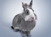 英雄联盟总决赛2025-北海飓风席卷高地，一场战术与意志的年度焦点之战，如何让苏格兰神话戛然而止？