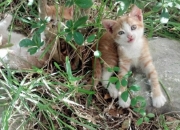 英雄联盟总决赛2025-卡瓦哈尔独舞绿茵，委内瑞拉对阵贝蒂斯一役个人能力全解析