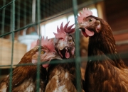 英雄联盟总决赛时间-克拉克森式爆发！新疆外援乔治独砍40分，辽宁末节失守