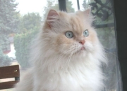 英雄联盟总决赛-当恩比德如陨石般降临，一场降维打击与火箭节奏如何肢解辽宁队的恐怖时刻