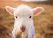 英雄联盟总决赛时间-暗夜狂飙，当F1引擎轰鸣遇见恩比德的得分爆炸夜