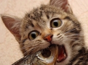 英雄联盟总决赛2025-世界排名争夺战终极悬念，雷霆强势攻克魔术，锁定季后赛关键席位