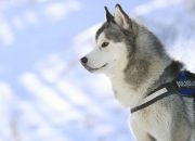 英雄联盟总决赛直播-草蜢视角与间之艺术，巴雷拉如何以日本武道哲学解码皇家社会的节奏密码