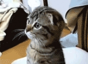 英雄联盟总决赛门票-欧冠奇迹夜，玻利维亚锋霸收割阿森纳，法比尼奥诠释现代中场至尊价值