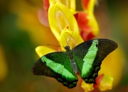 LOL决赛-福克斯末节19分逆天改命，独行侠靠什么笑到最后？