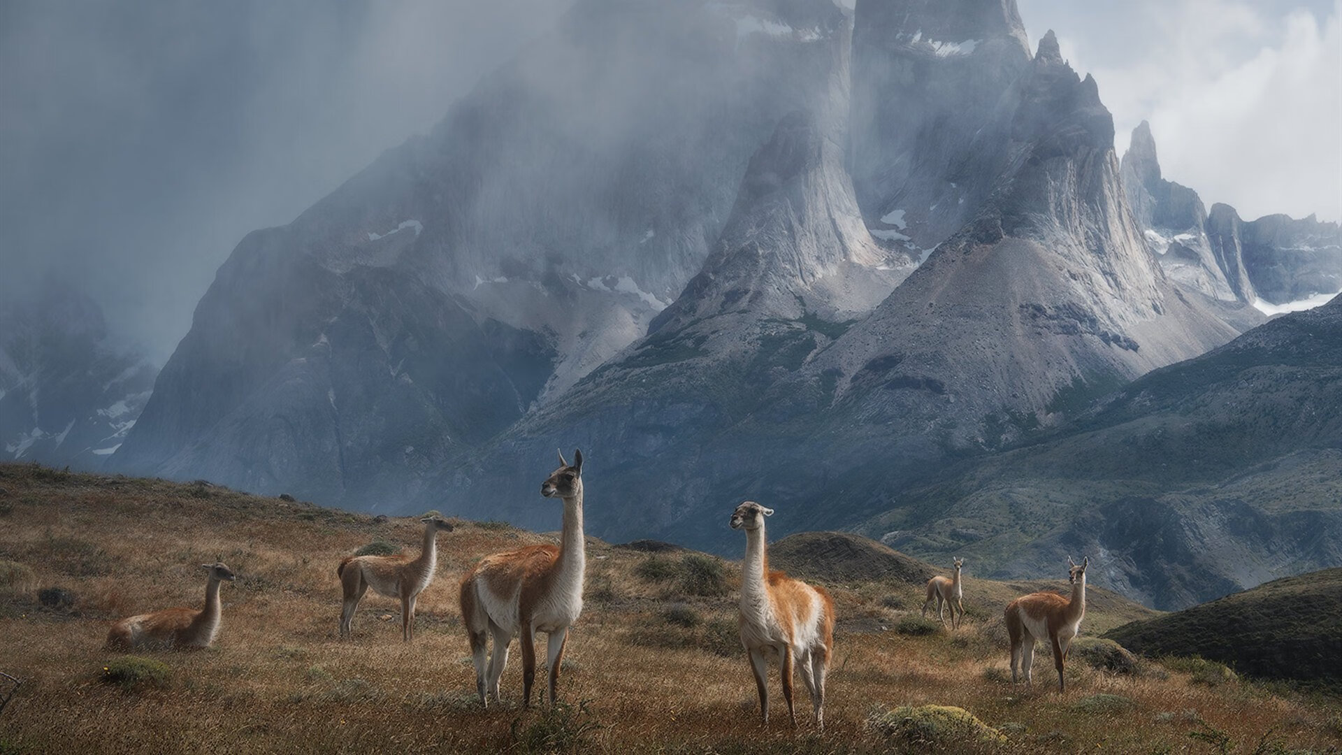 蜂群围剿，猛龙利刃出鞘，西亚卡姆关键先生本色终结篮网四连胜