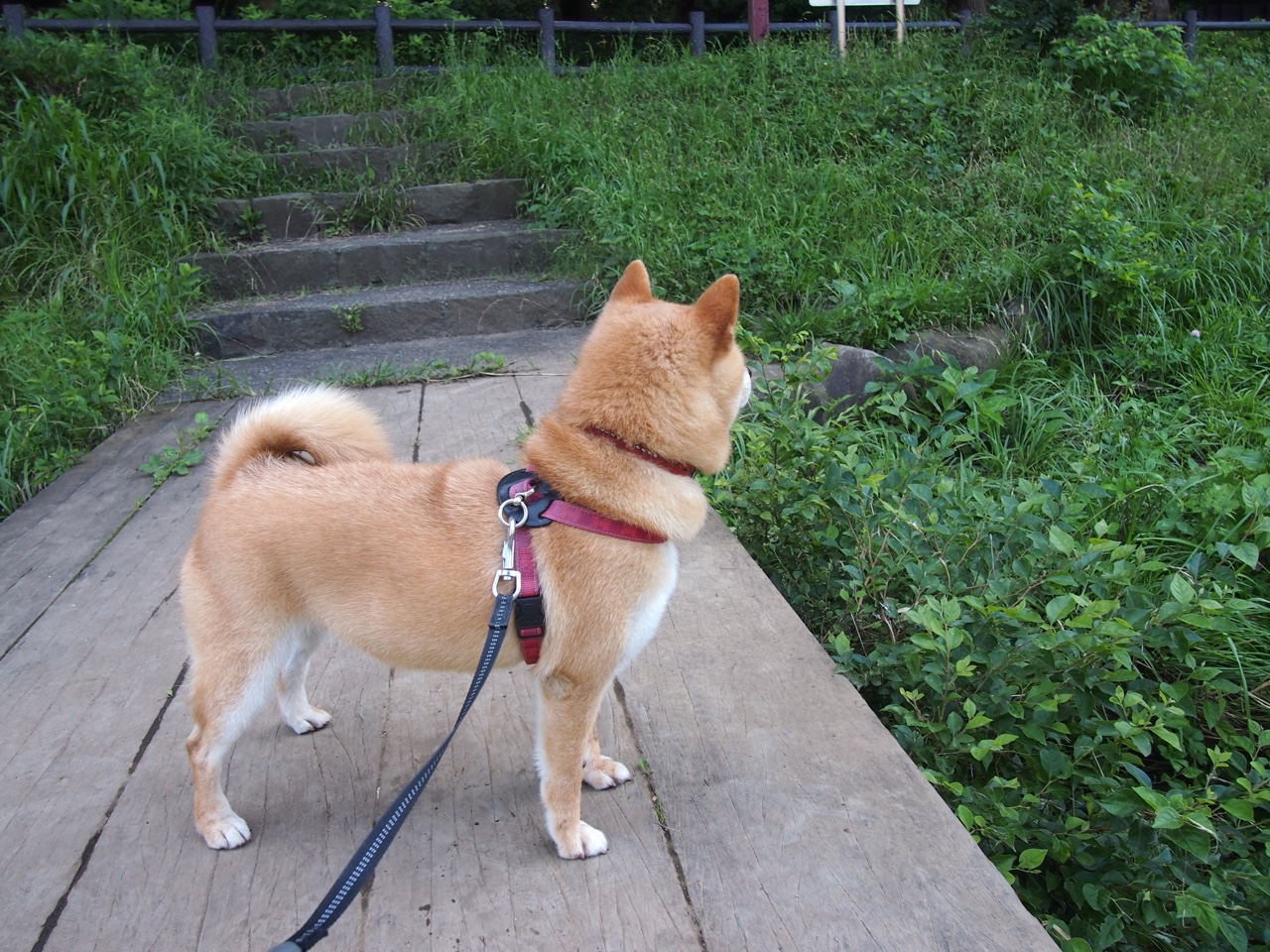 黄袍加身,黄喜灿边路魔法,让佛罗伦萨在哥伦比亚的咖啡风暴中惊险绽放