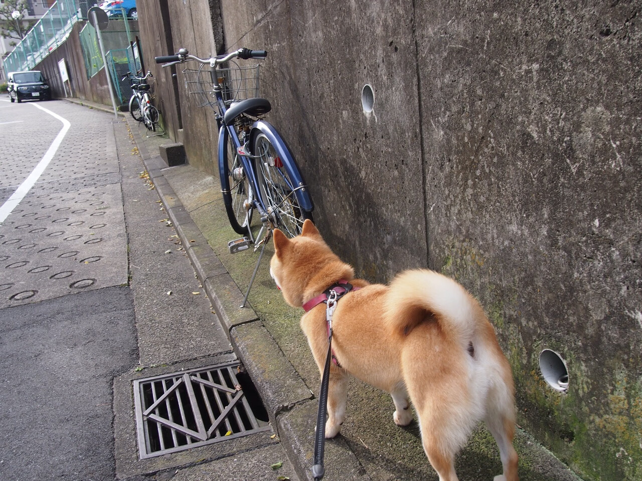 绿茵场上的双子星，卡拉斯科爆发引领胜利，丹麦团队制霸塞内加尔