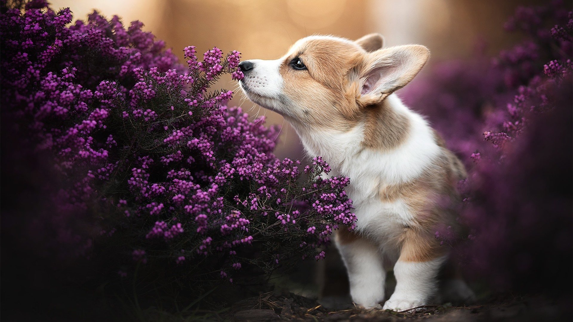 绿茵场上的双子星，卡拉斯科爆发引领胜利，丹麦团队制霸塞内加尔