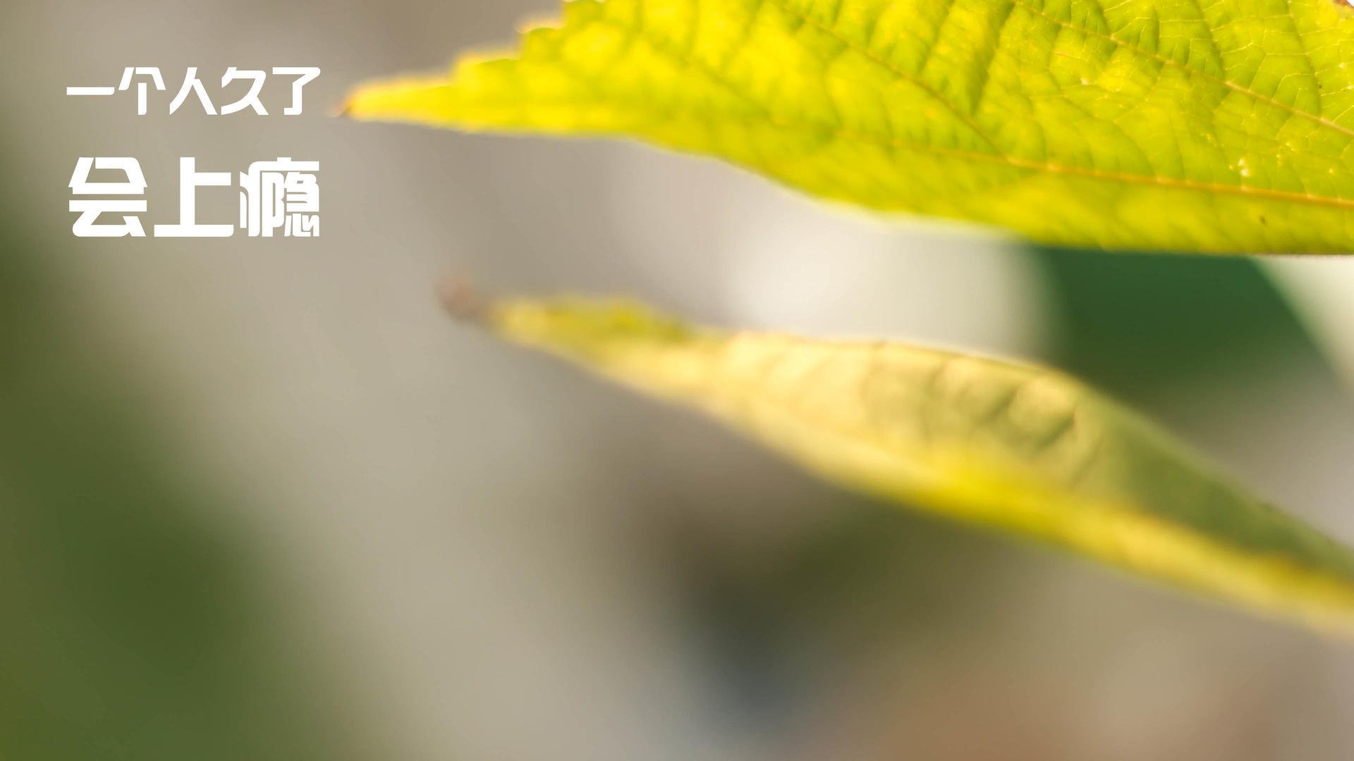 魔术风暴横扫山西,铁壁锡安化身关键先生