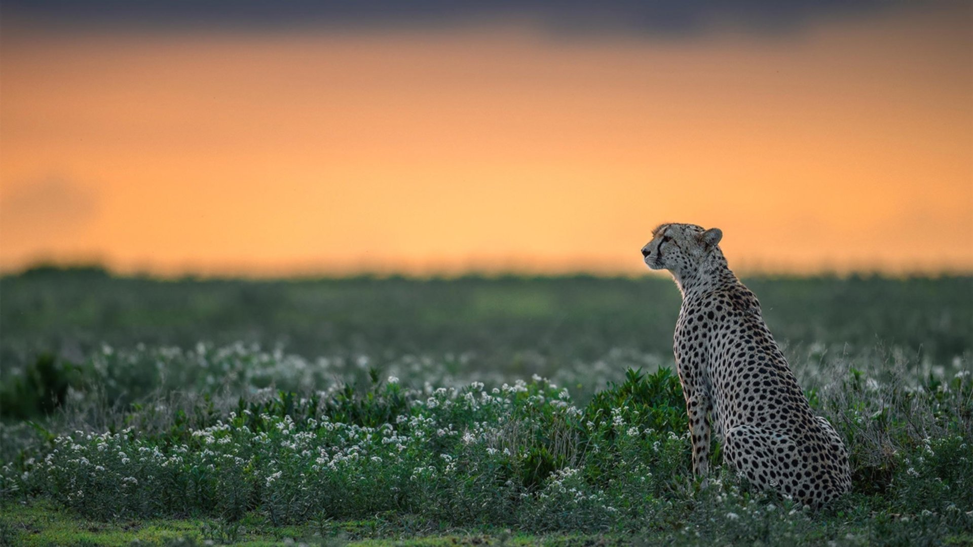 暗夜星辰与冲破黎明的蓝鲸—当武切维奇哲学遇上上海队
