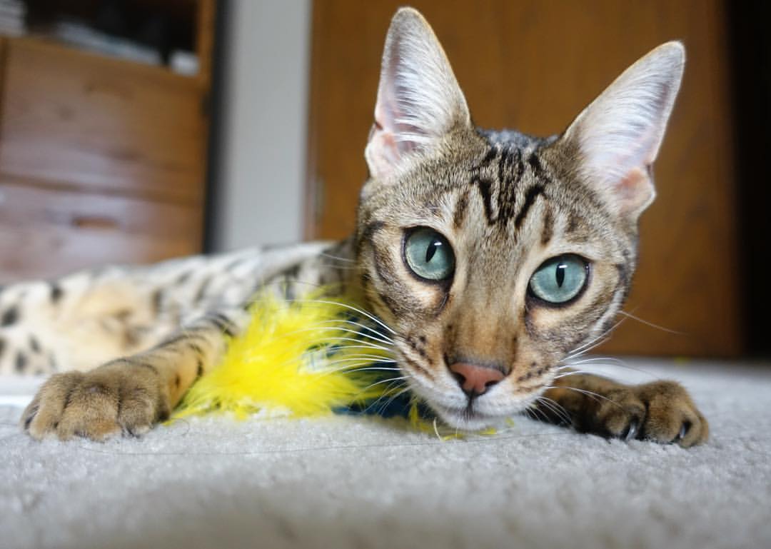 基耶萨里程碑之夜，厄瓜多尔与巴黎的跨洲对决，书写足球传奇