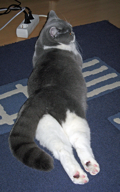 布伦森狂砍35分统治攻防，猛龙国际赛力克北京队展现实力