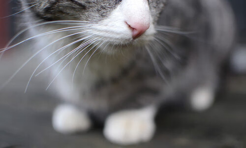 当广厦筑起南墙,锡安化身末节之豹