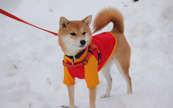 尤文铁骑踏破翡翠防线，特奥的关键节点魔咒